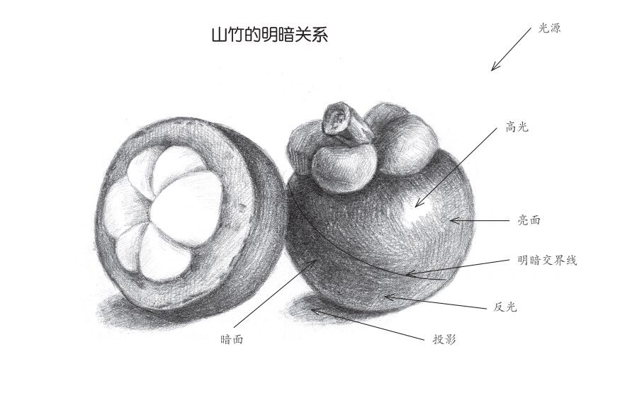 山竹的素描画步骤图片