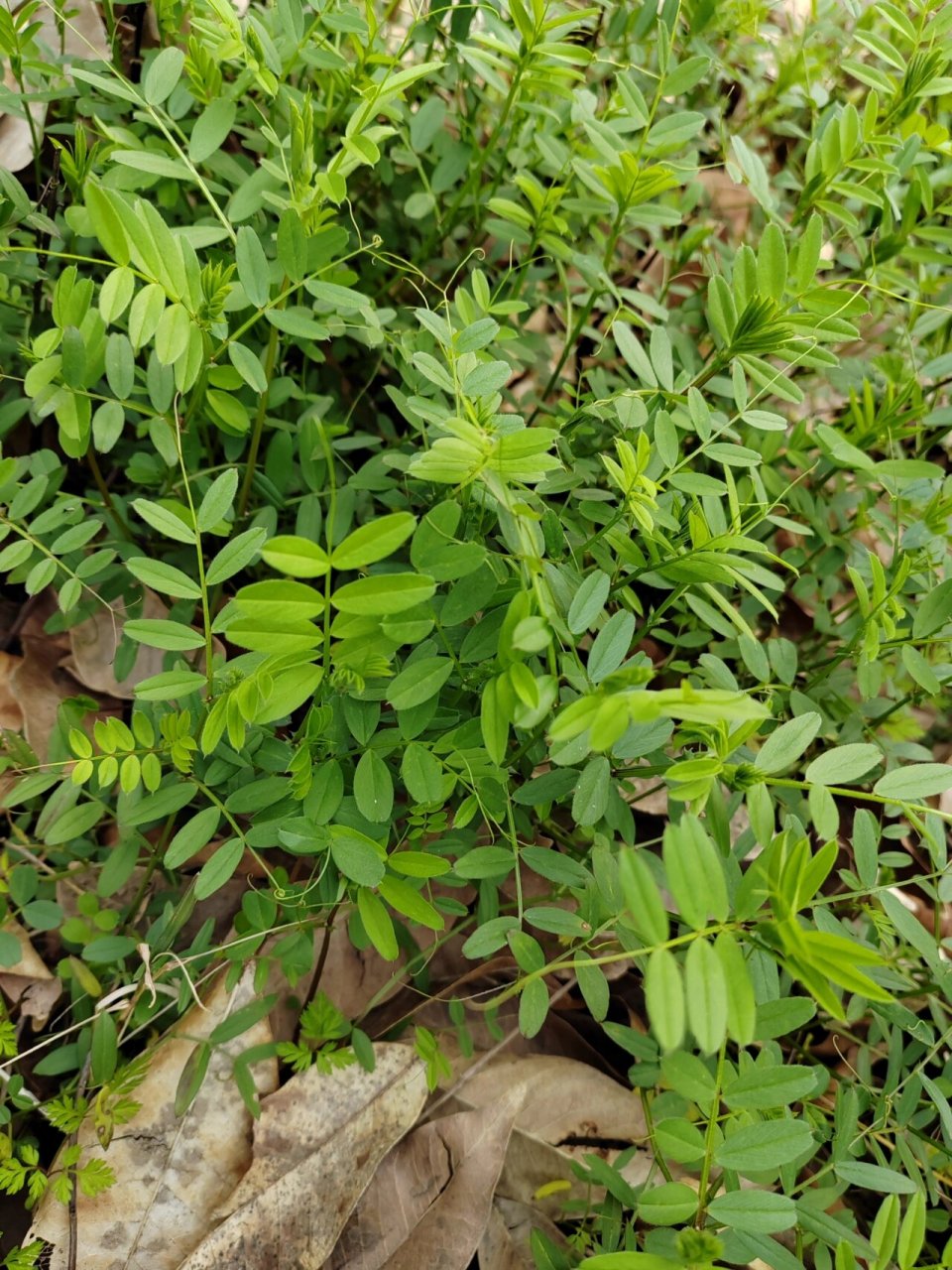 苕芽野菜图片图片