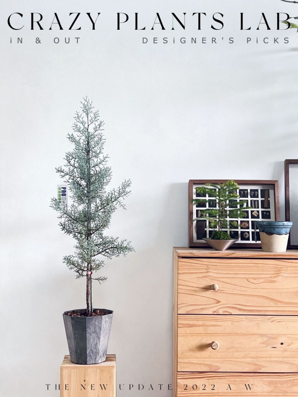 好赞90蓝冰柏给了我不一young的圣诞节诠释 拥有tiffany蓝调的