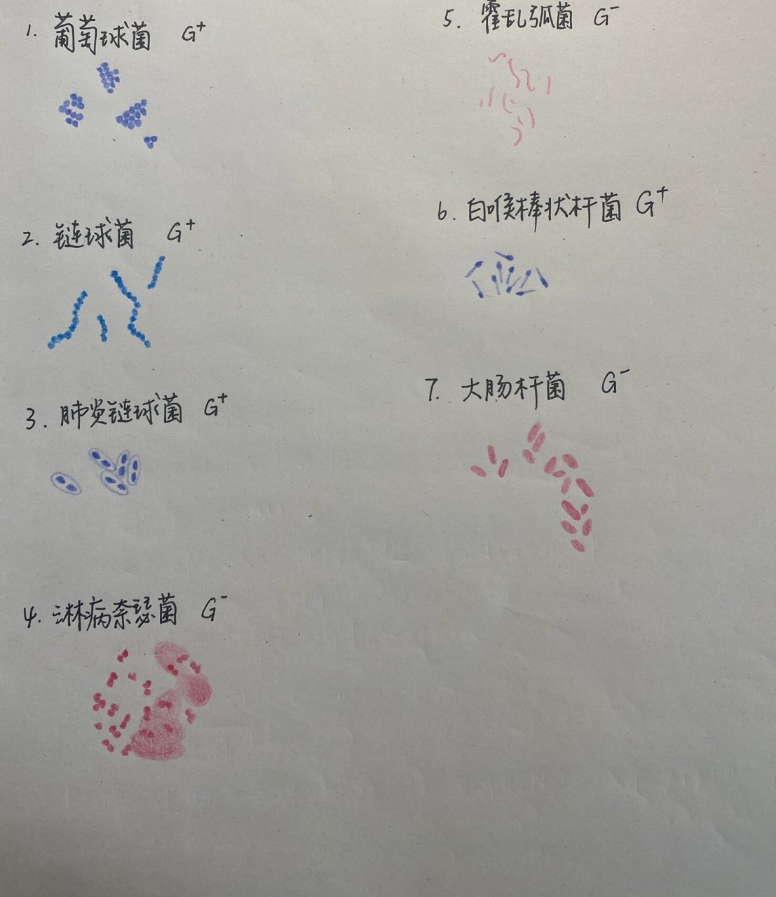 医学微生物学红蓝手绘图 葡萄球菌 链球菌 肺炎链球菌 淋病奈瑟菌