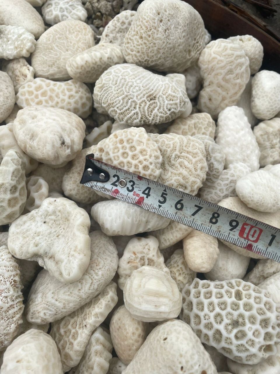 珊瑚石原石 批发,批发,批发