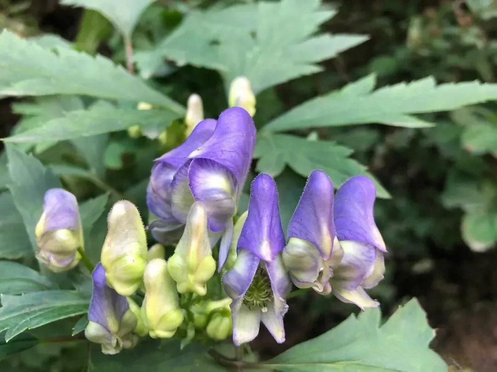 来源为毛茛科植物乌头(栽培品)的块根.