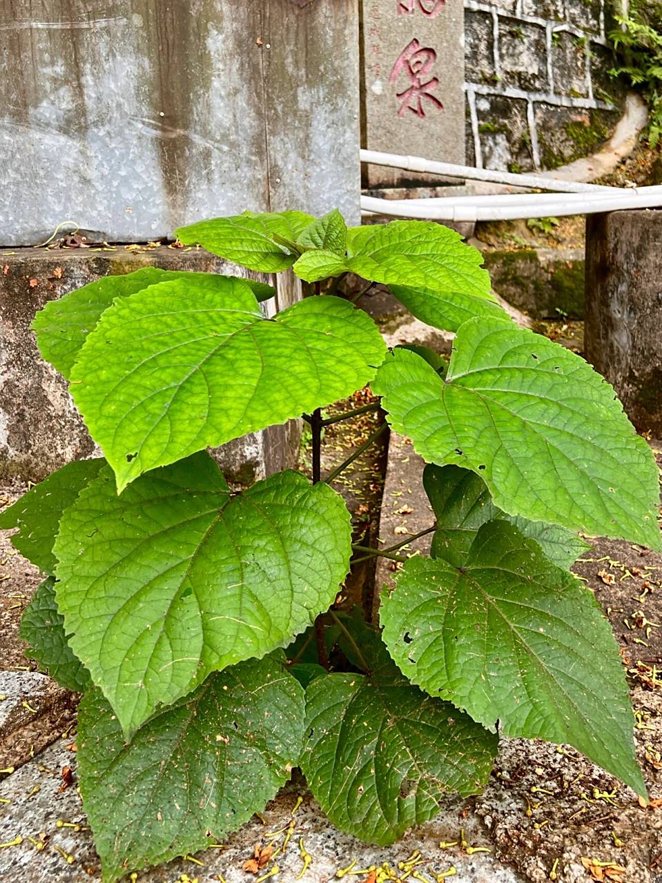 35: 臭牡丹  臭牡丹(clerodendrum bungei steud.