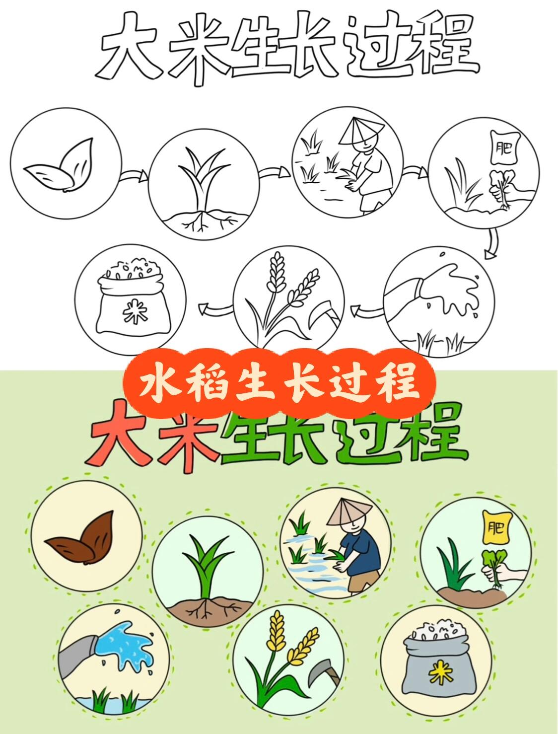 水稻种植顺序图片