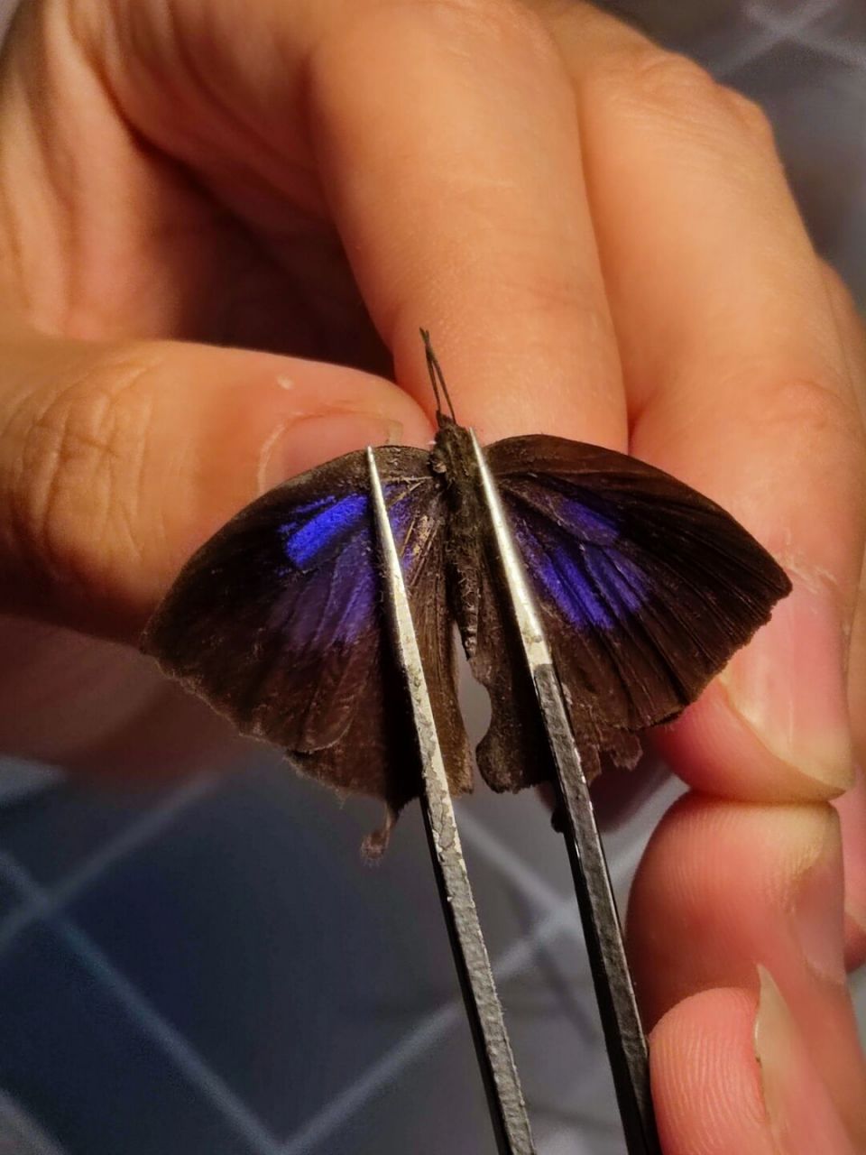 闪亮的玛灰蝶 玛灰蝶(mahathaio ameria hewitson) 雄雌同型.