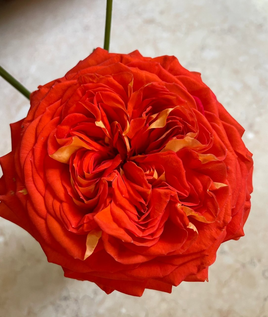 月季95アランシャ橙子92橙意 今年3月买的,好给力 立刻就开了一朵