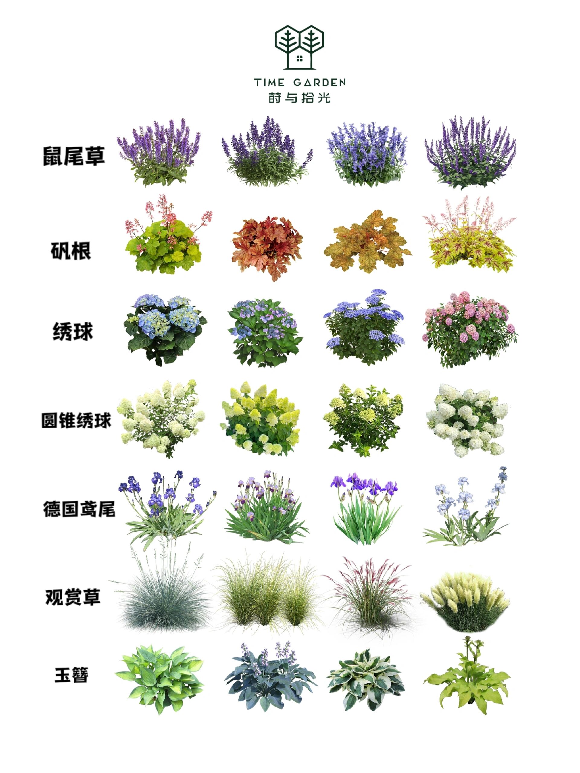 地被植物手绘图图片