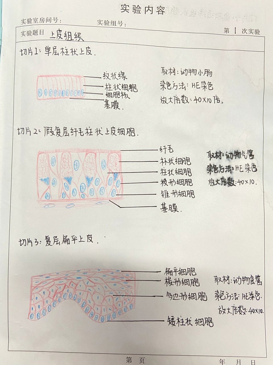 小肠绒毛上皮手绘图图片