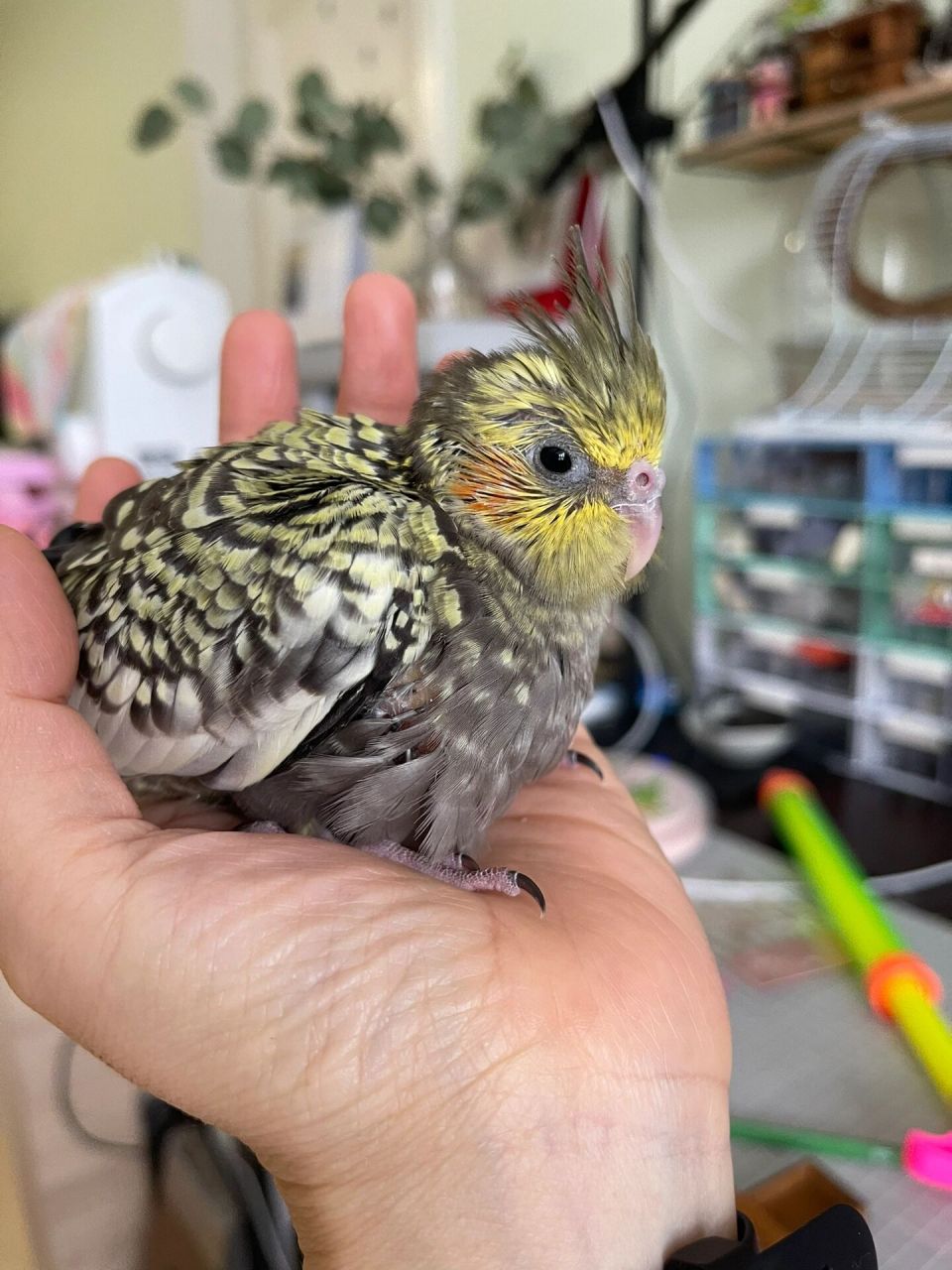 珍珠玄凤公成长历史及毛色变化 零天手养鸟,从孵蛋开始到成鸟,真是一