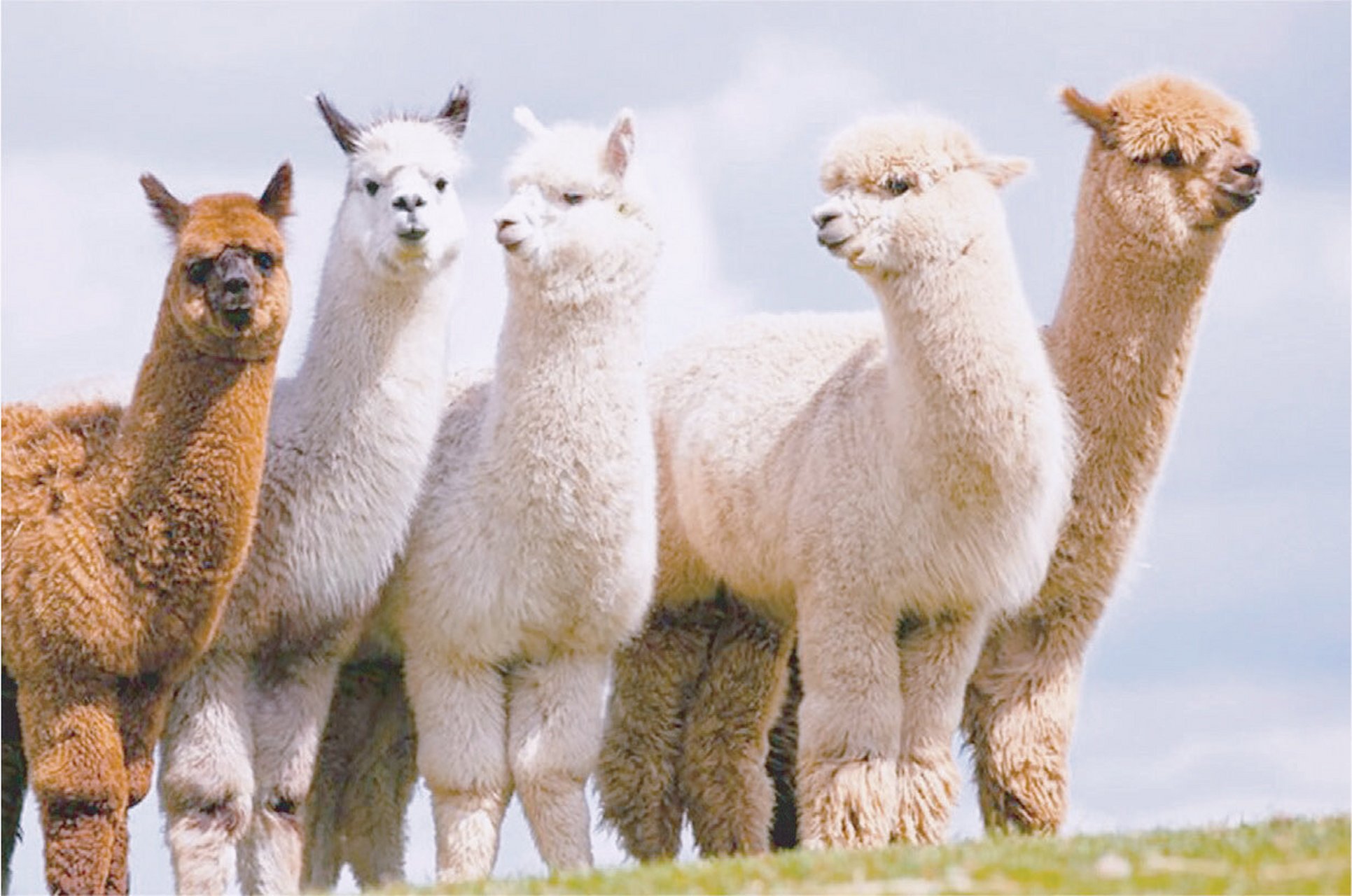 干货 | 详解新西兰🇳🇿羊驼被🦙 一般羊驼被分为两款: ✅冬季