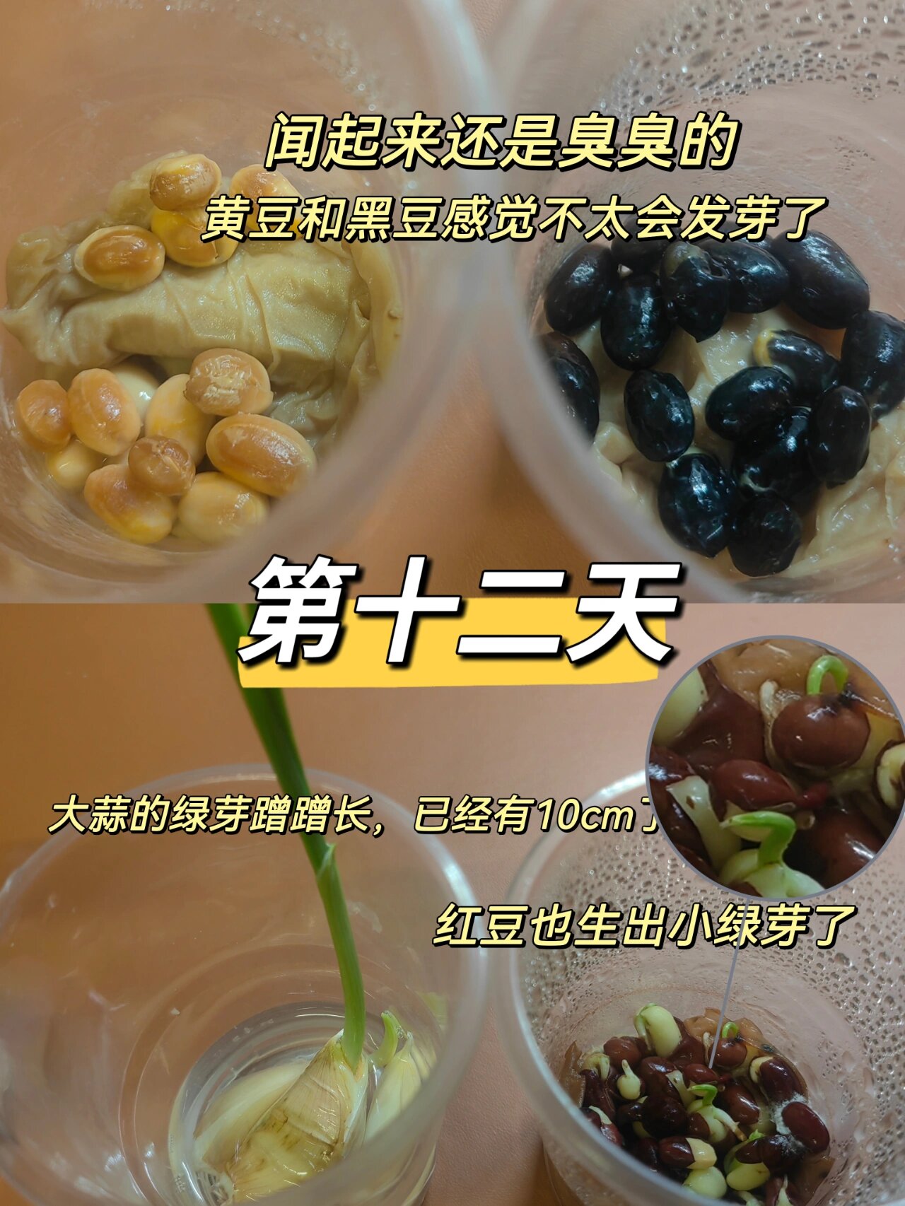 记录|四年级观察日志 大蒜:长根最快 黑豆:最吸水,水变黑了,水面开始