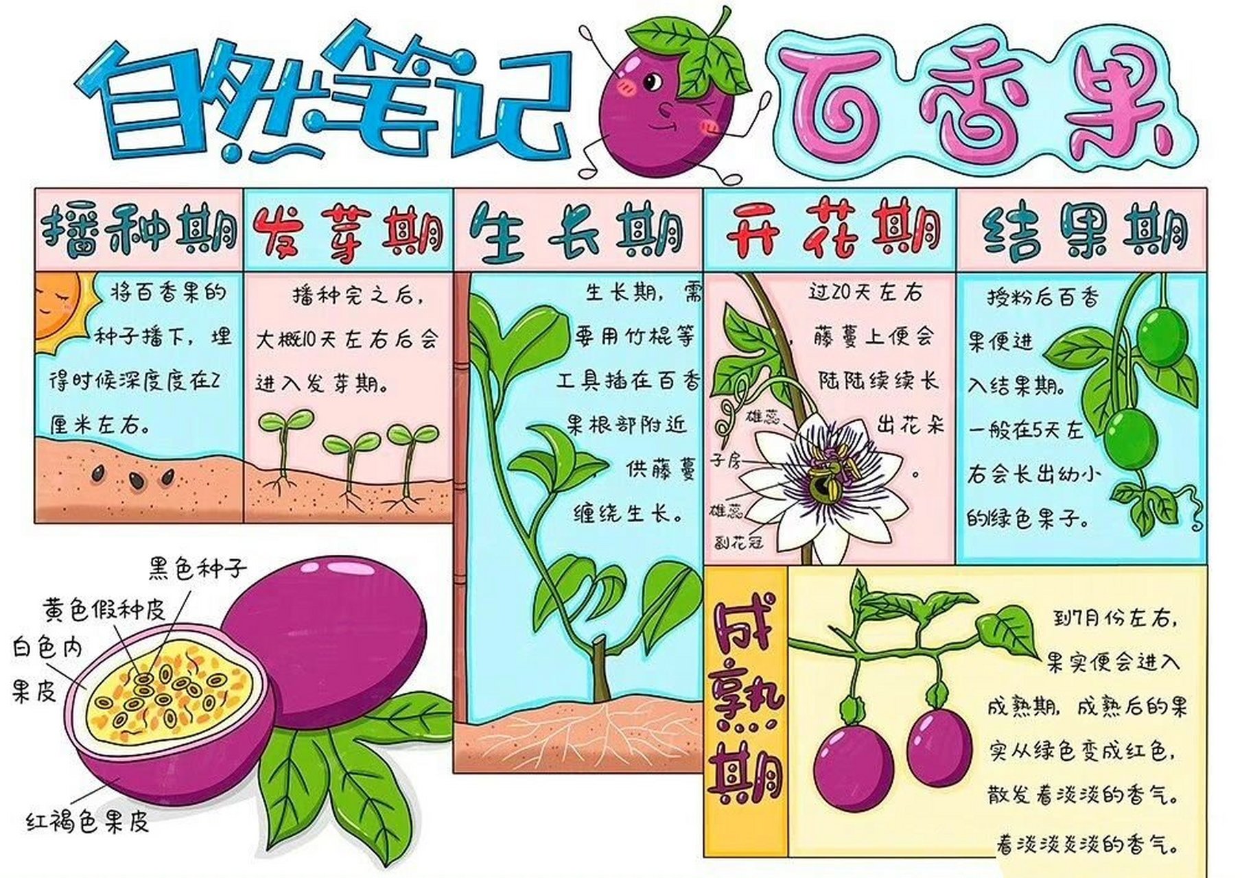植物蔬菜观察笔记生长日记手抄报