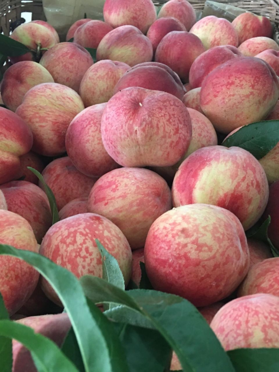 觅桃 | 每日新鲜采摘龙泉驿水蜜桃礼盒包装 正宗龙泉水蜜桃全是凌晨