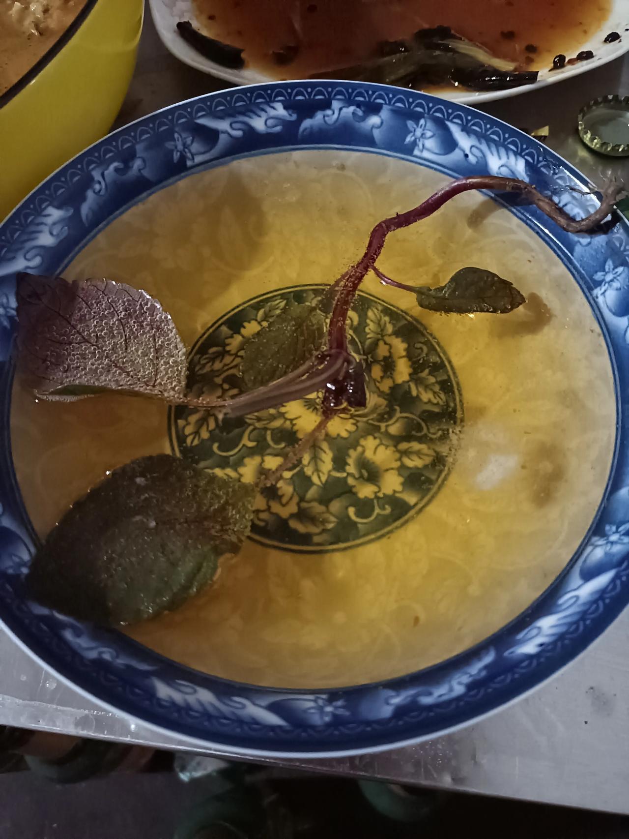 有认识这道菜的 您最爱哪类野菜 有那些恶心的菜 你尝试过野菜吗