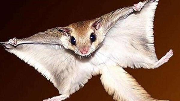 寒号鸟,学名复齿鼯鼠,是一种分布于中国的独特动物,拥有滑翔能力,以