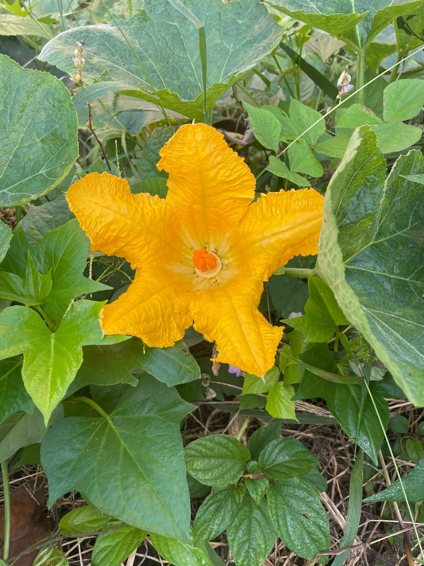 南瓜单性花图片