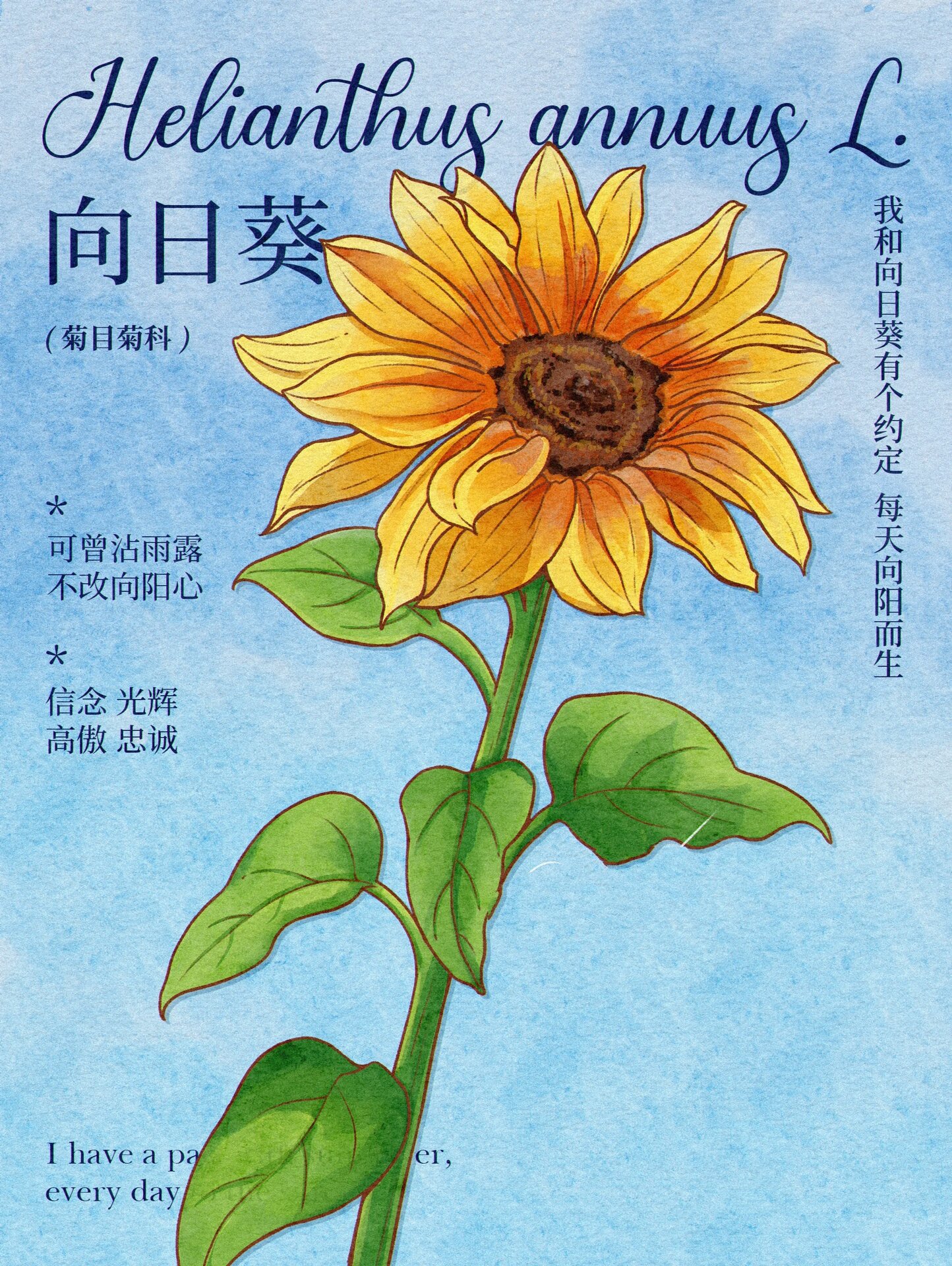 植物插画|向日葵|水彩风