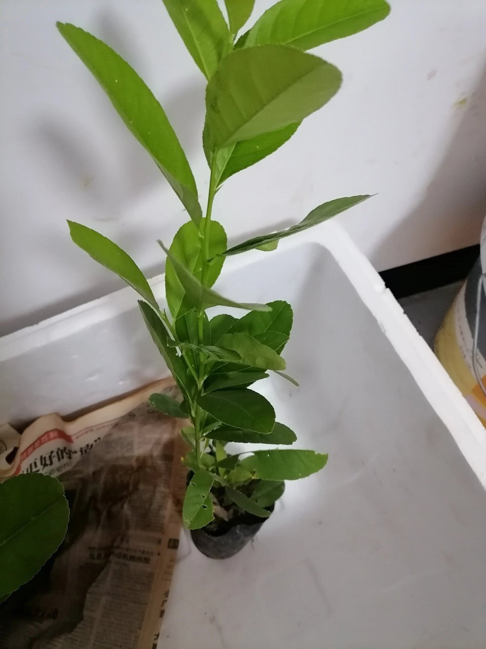 喜欢种植的看过来纯品种广东香水柠檬苗 广东无籽四季香水柠檬苗