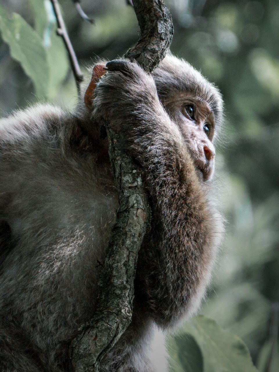 这张藏酋猴照片是我参加由小红书组织的国家公园巡山员活动期间拍摄的