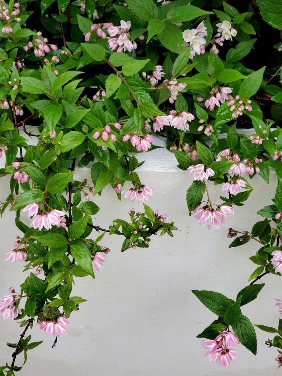 雪樱花——花池边垂吊的小小花瀑布 溲疏雪樱花,雪绒花都是偏小型的品