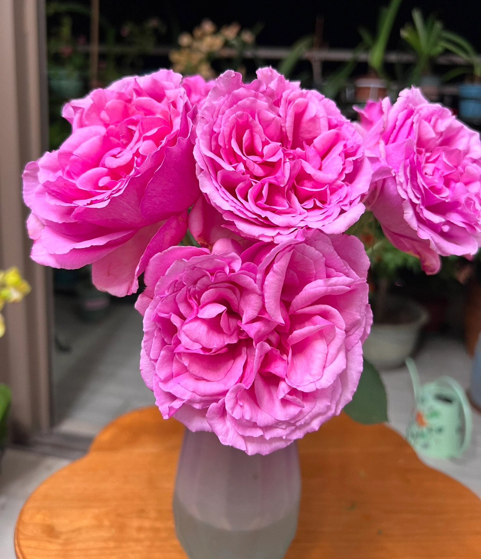 玫瑰|芳香世家(德芮尔)  玫粉色,中间偏红色.波浪花边.易开.