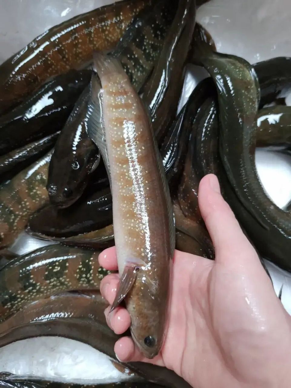 七星鱼,怎么做好吃