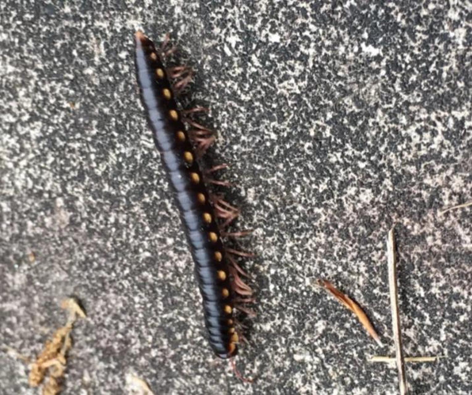 百足虫怎么彻底消灭 彻底消灭百足虫的方法有: 1