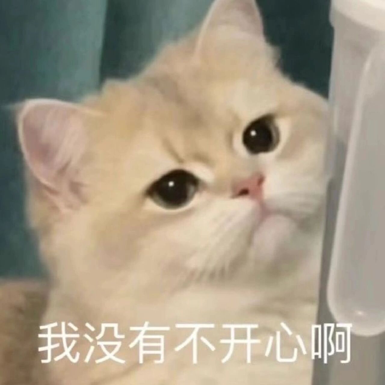 猫猫/狗狗表情包‖我没有不开心啊 更新 1 如需原图请私信并说明所需