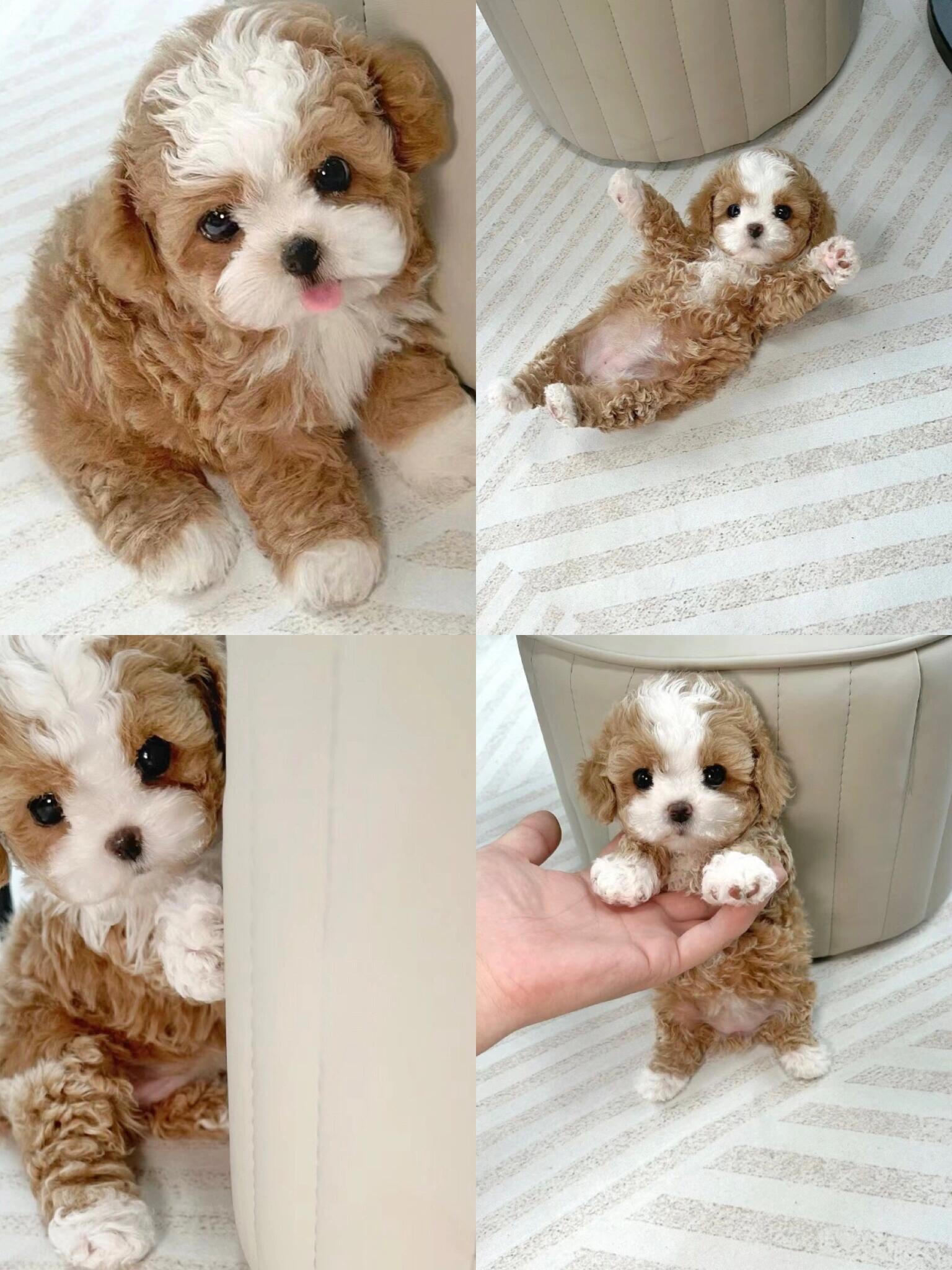 马尔泰幼犬1380半只 2600一只半