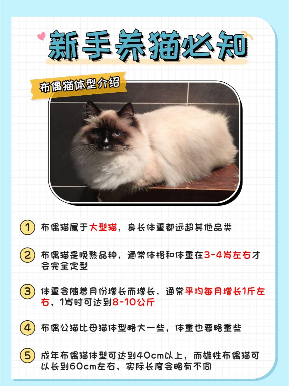 布偶猫小知识讲解(体型体重篇)|养猫必看 新手猫奴们🐱 前些天讲解