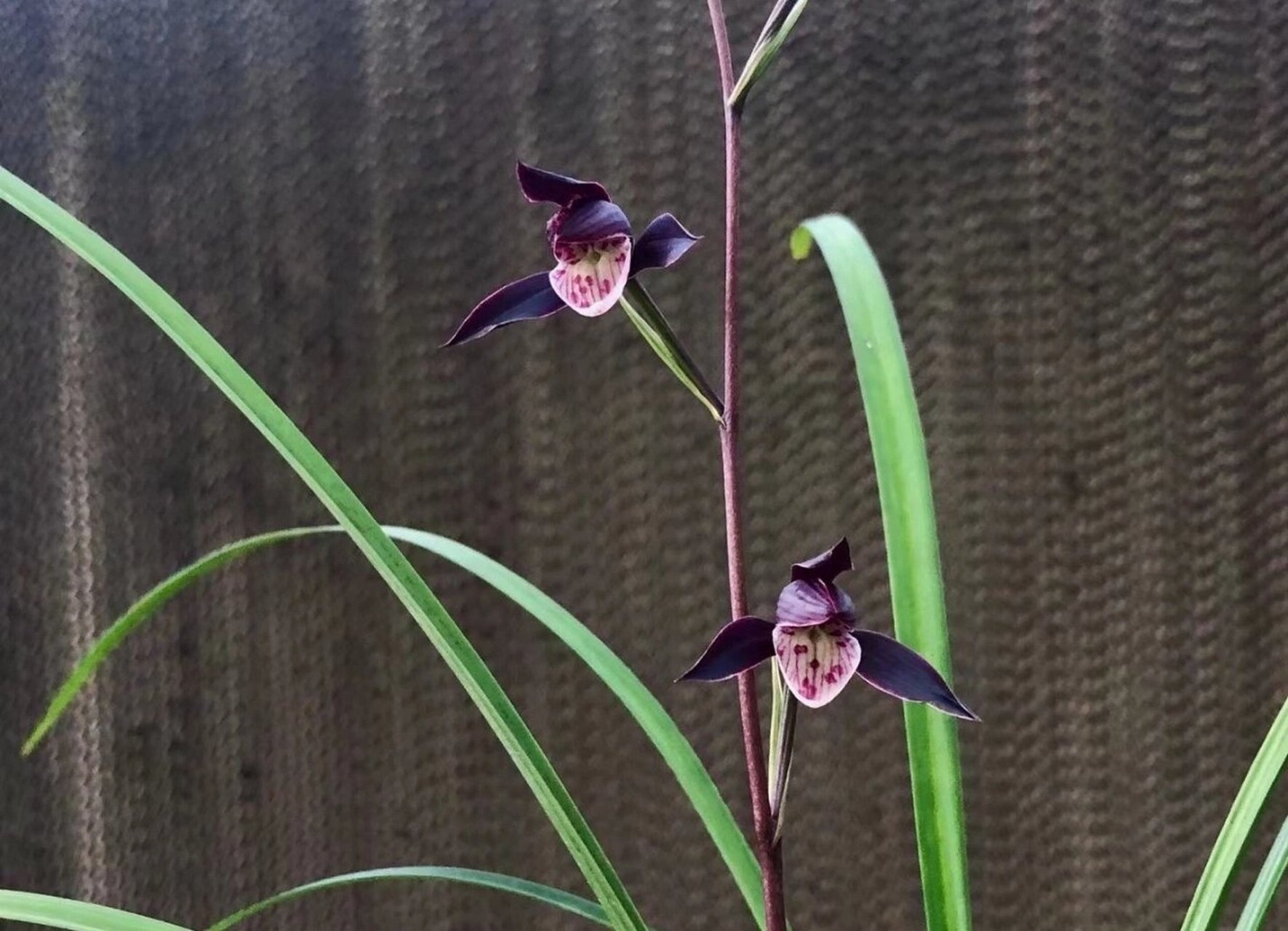 细叶寒兰经典紫花——紫燕