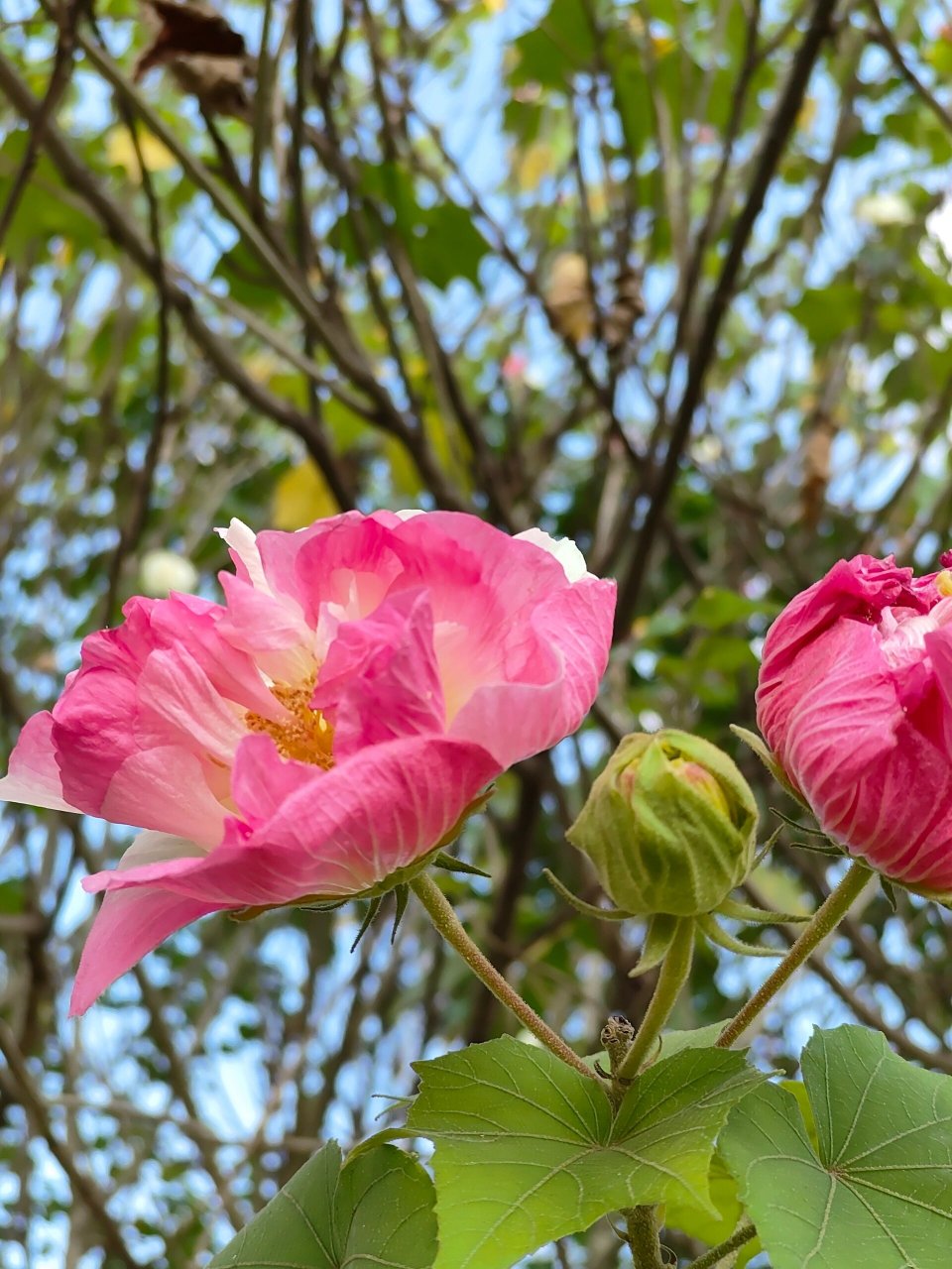 成都市树市花图片