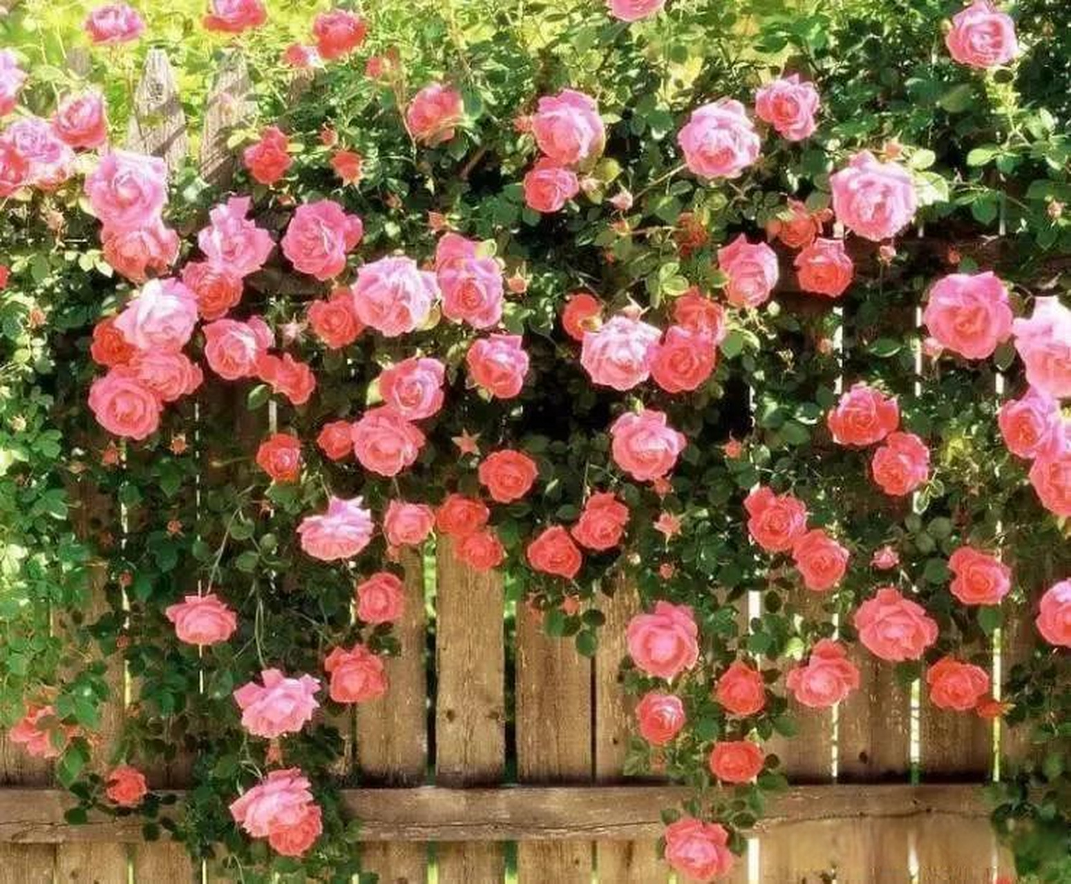 最近的西安蔷薇处处开,走在大街上蔷薇花的香味真好闻,这两天雨后天晴