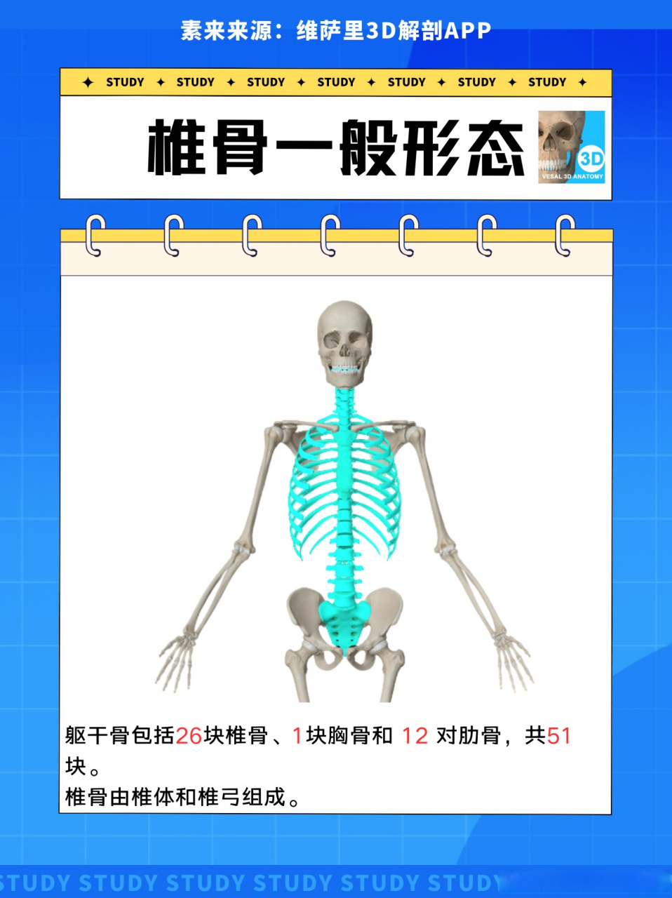 #维萨里3d解剖#济宁医学院# 椎骨由椎体和椎弓组成.   (1)椎体:是椎骨
