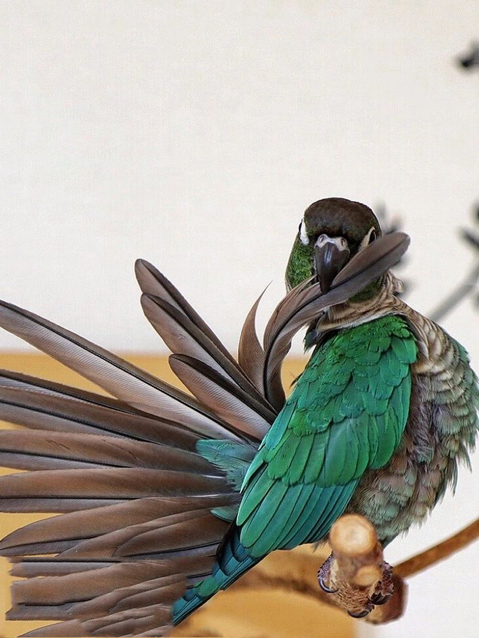 蓝化绿颊小太阳 细节图分享