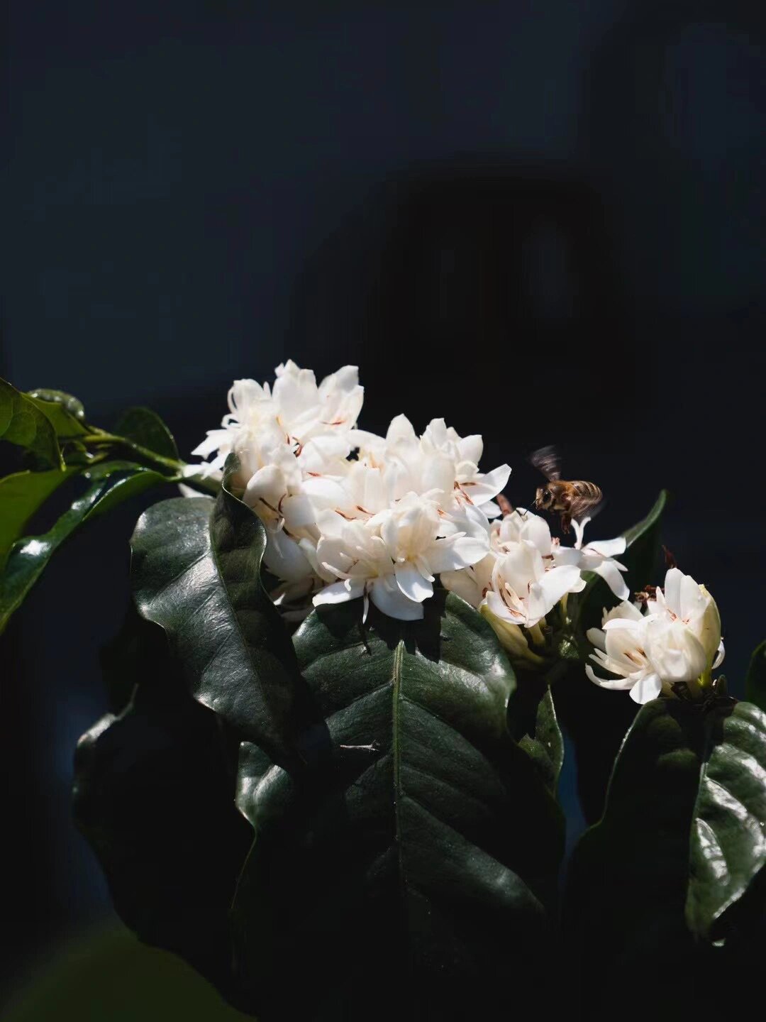 咖啡花