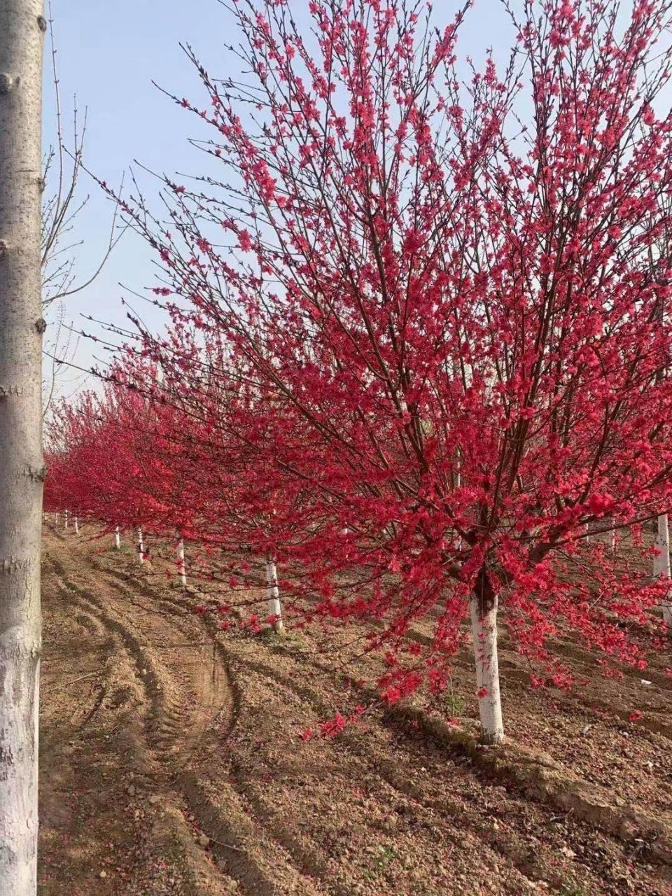 紫叶桃因其美丽的紫色叶子和早春开放的鲜艳粉色花朵而备受欢迎.