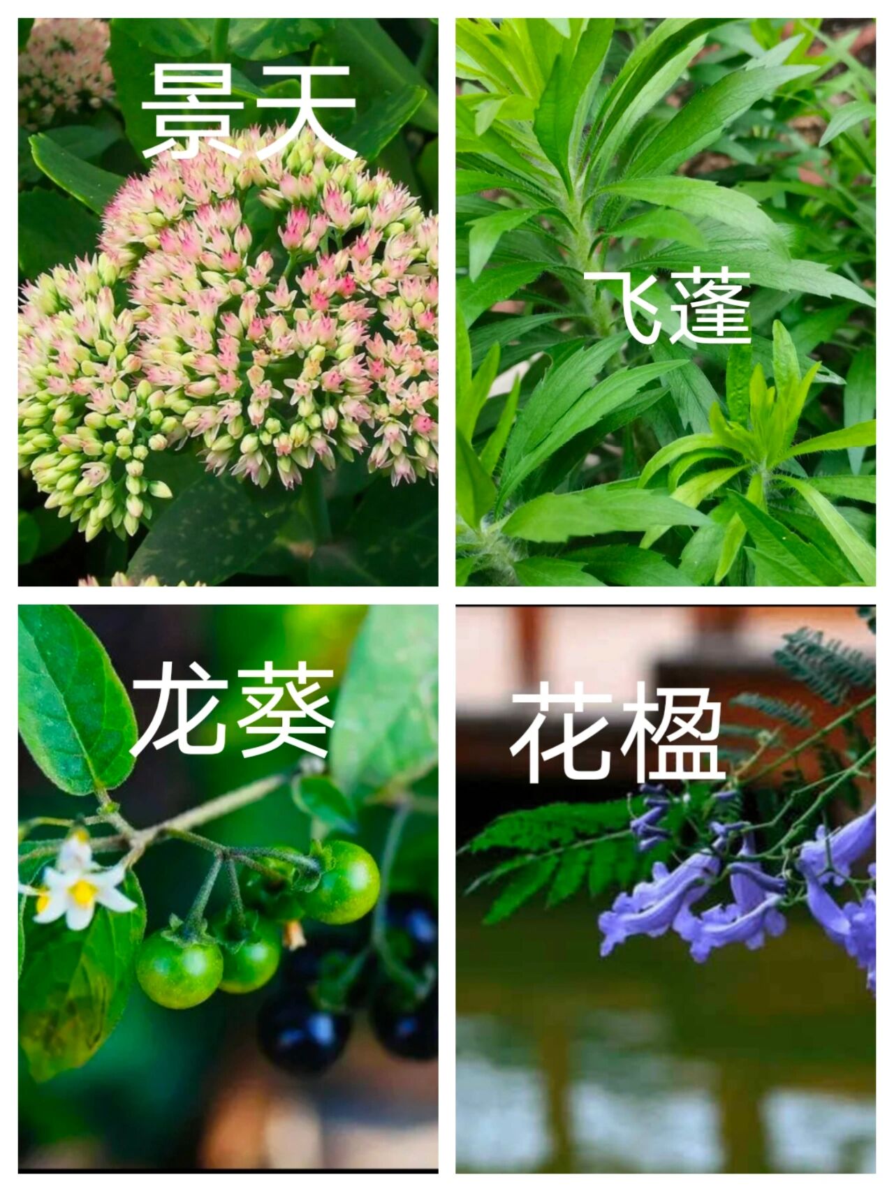 夕瑶草植物图片