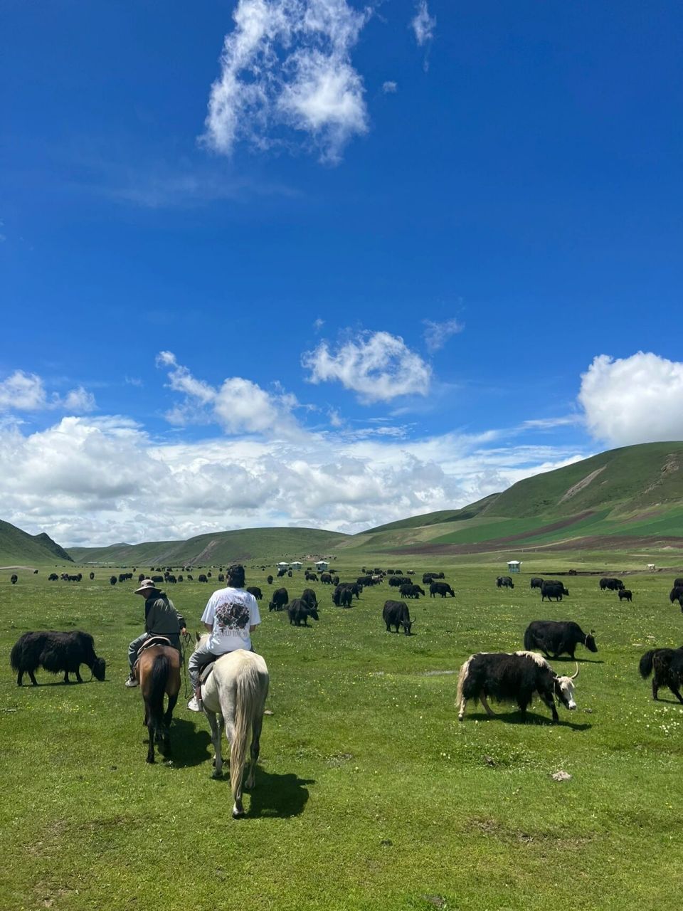 还在甘南没地方去的朋友们来合作市吧!草原很美!没有游客!