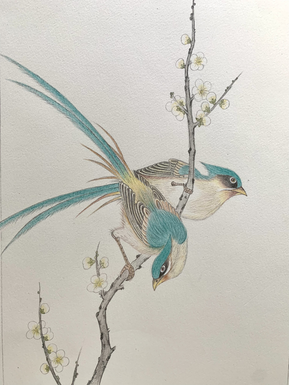 彩铅画花鸟 色号不好对,白天比较好上色.