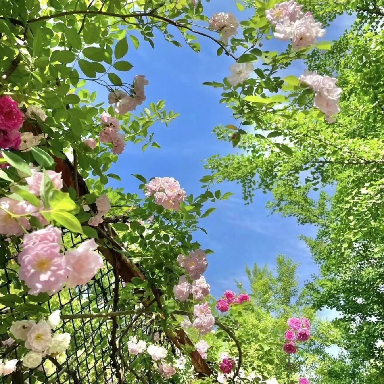 20哇哇哇!超绝绿色背景图! 绿色太养眼啦!大自然就是最美的调色盘.