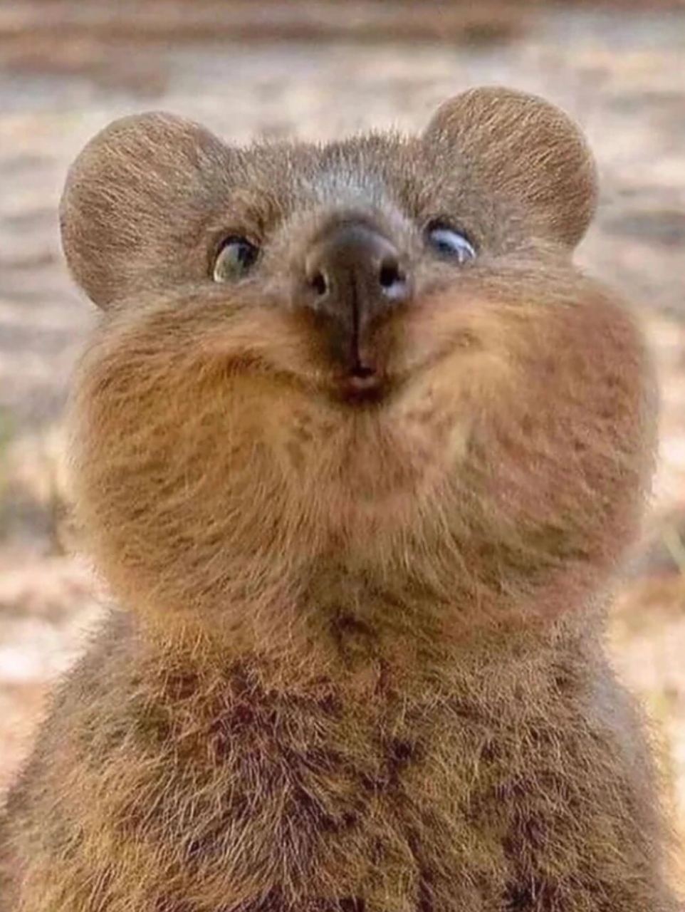 短尾矮袋鼠是有袋目哺乳动物,看起来像老鼠一样.