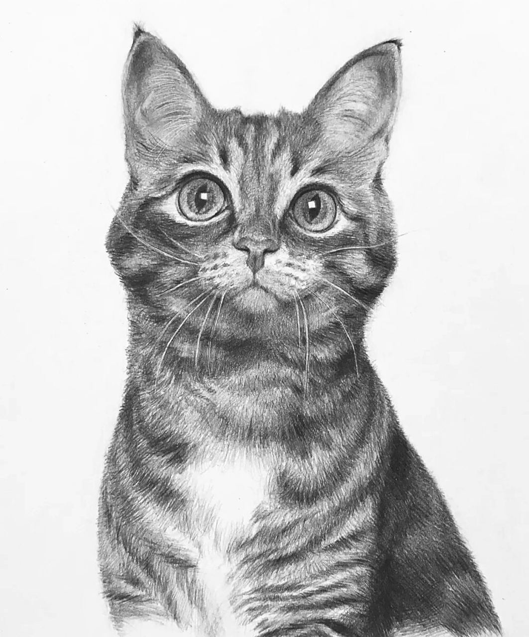 素描彩铅猫咪作品分享 一组萌宠猫咪作品分享!