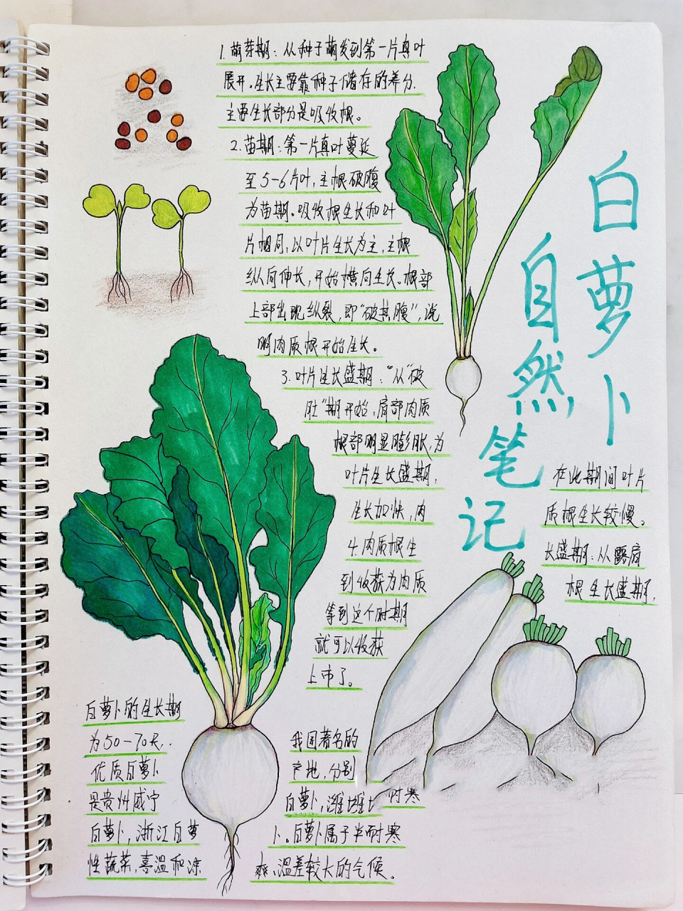 多吃白萝卜可以抗氧化,促进消化,增强免疫力.#自带滤镜