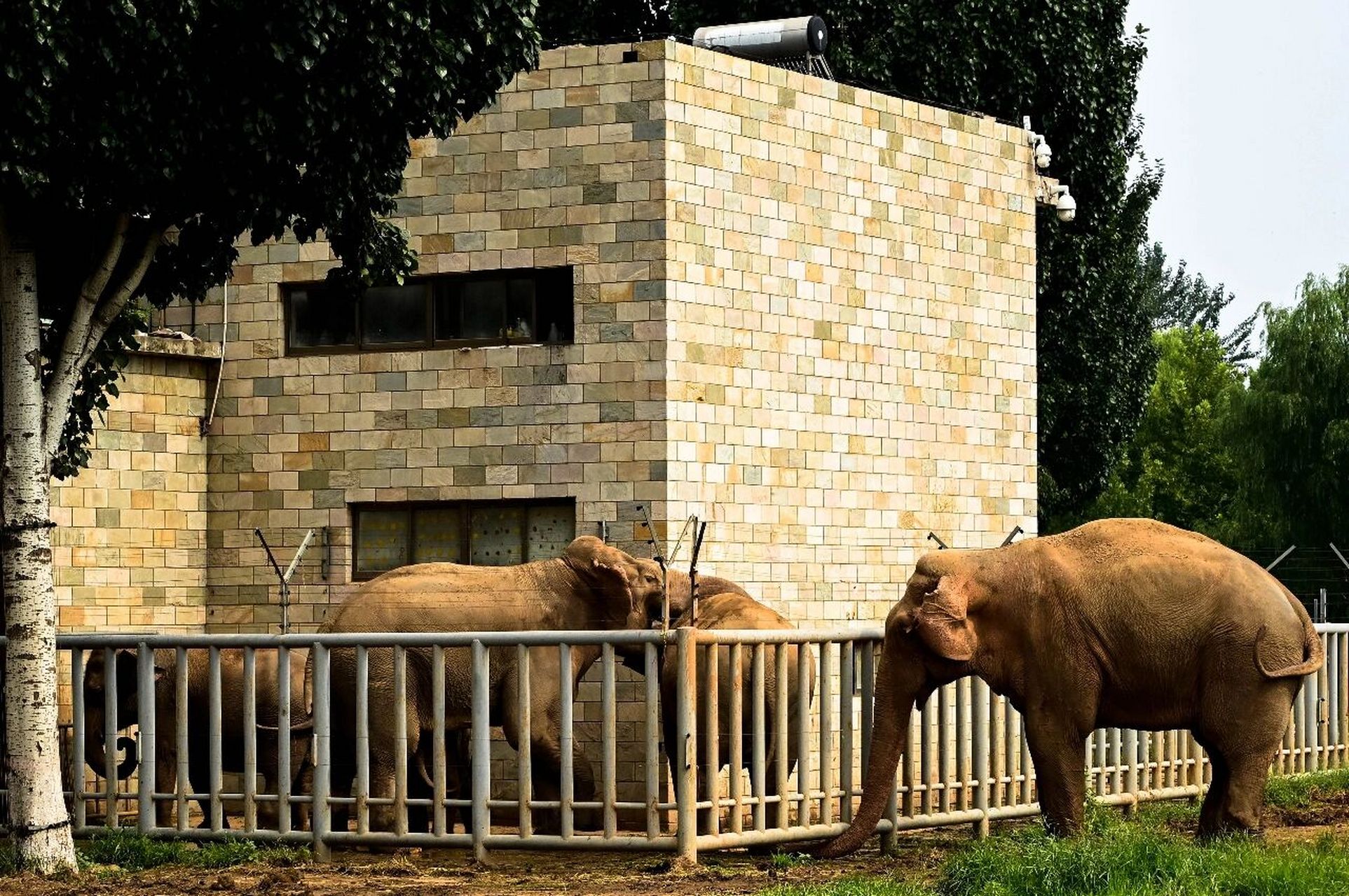 打卡石家庄动物园