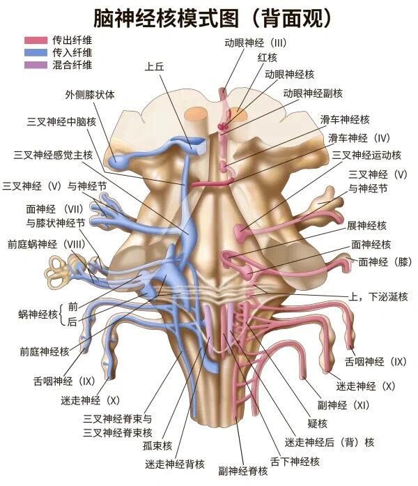 颅神经分布图图片