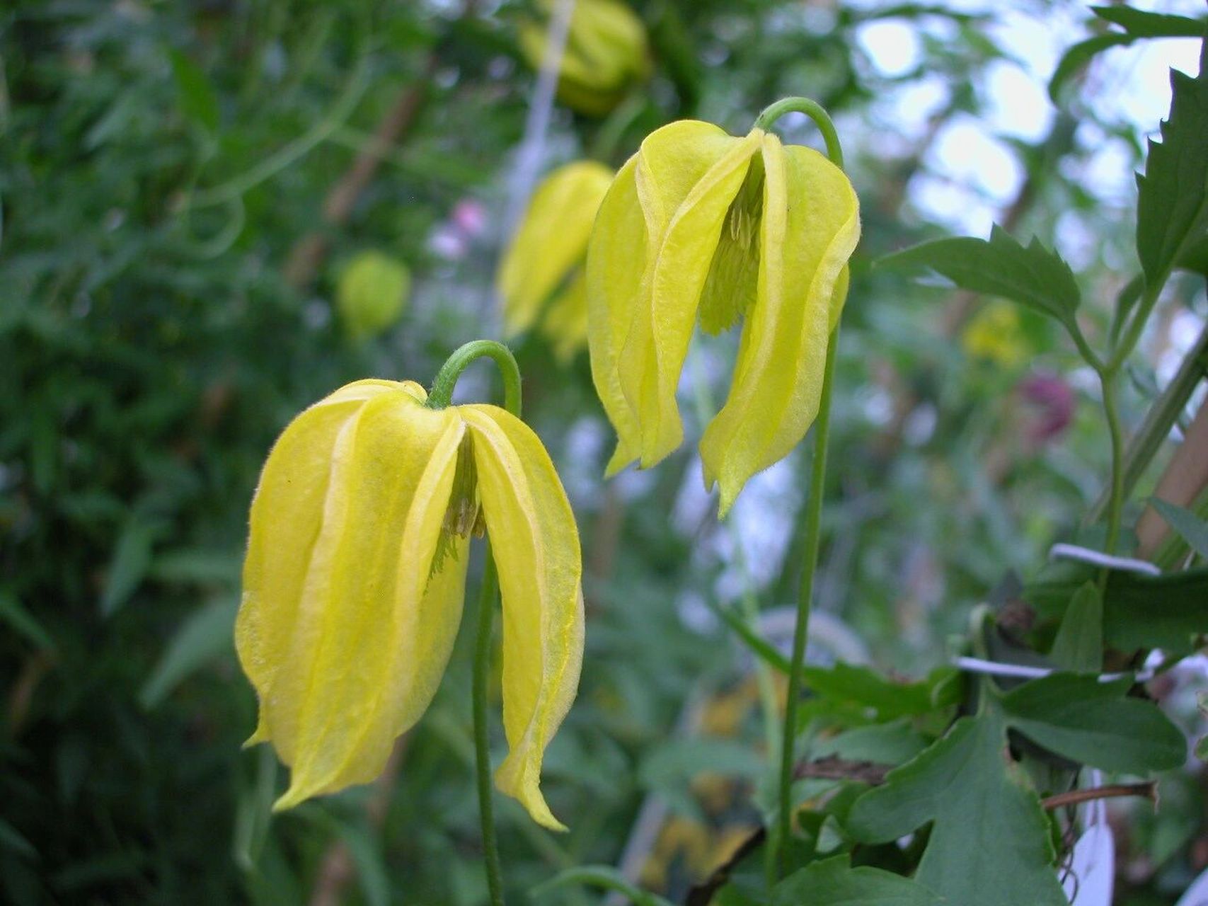 每日一植物/甘青铁线莲 毛茛科 ranunculaceae 铁线莲属 clematis 甘