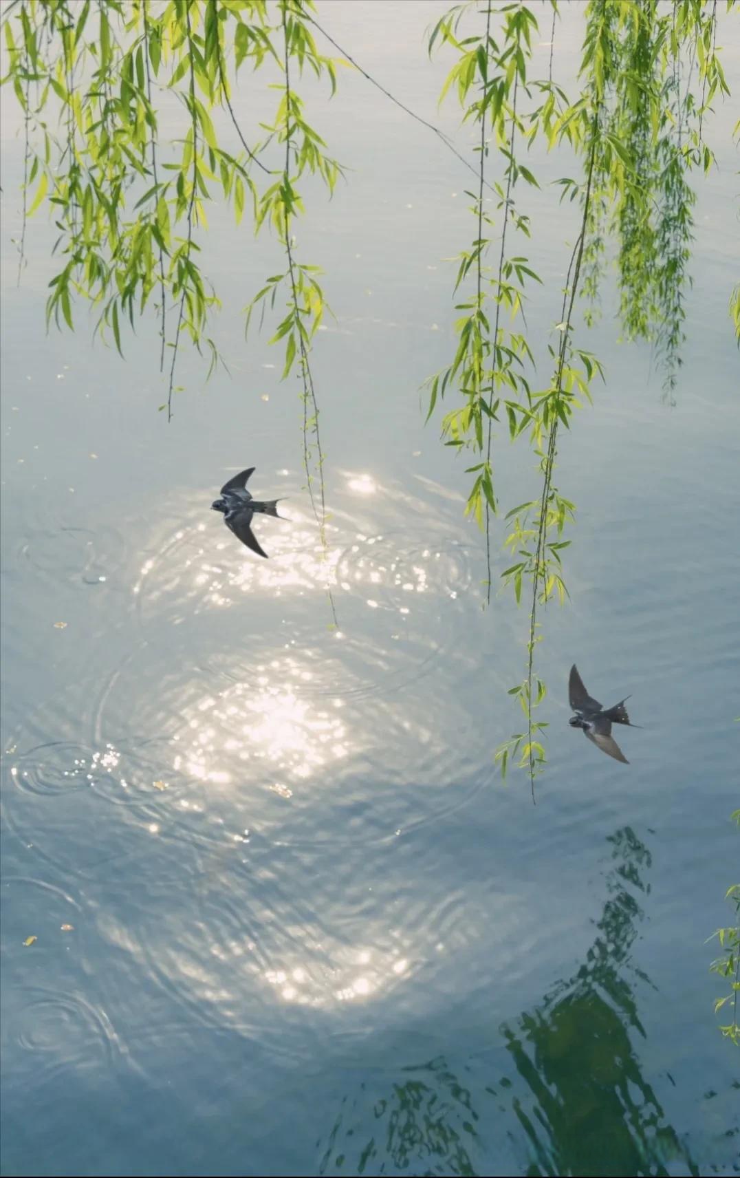 柳树燕子小草小河江上柳烟飞燕图片春天的气息图片燕子燕子和什么花草