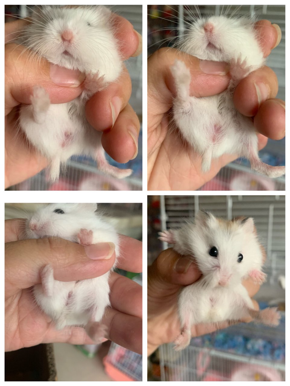 分辨仓鼠公母? 大神们看看,这两只是弟弟还是妹妹?