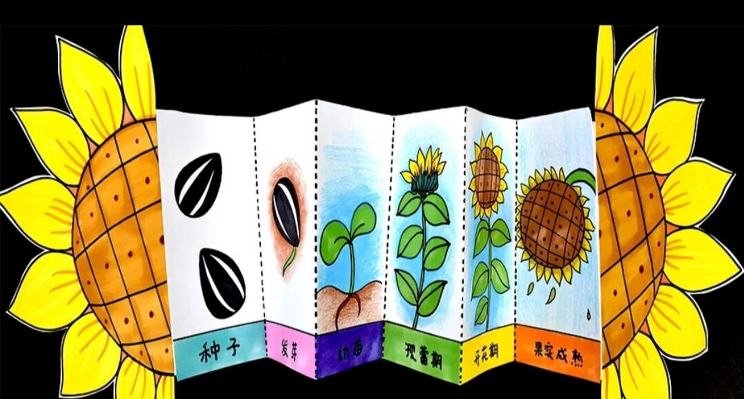儿童画课件《向日葵的生长记录》 ▲课程准备 1.